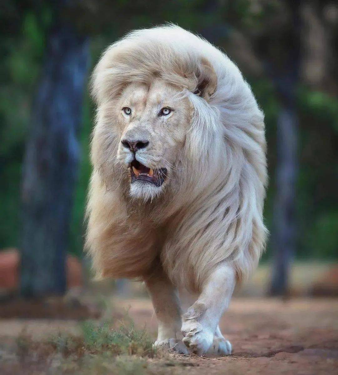 lion