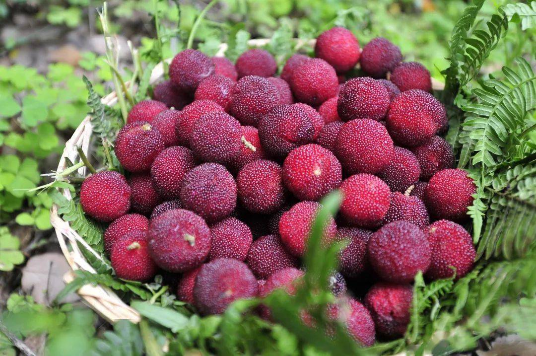 马山杨梅免费送明天梅你不行直播间等您来