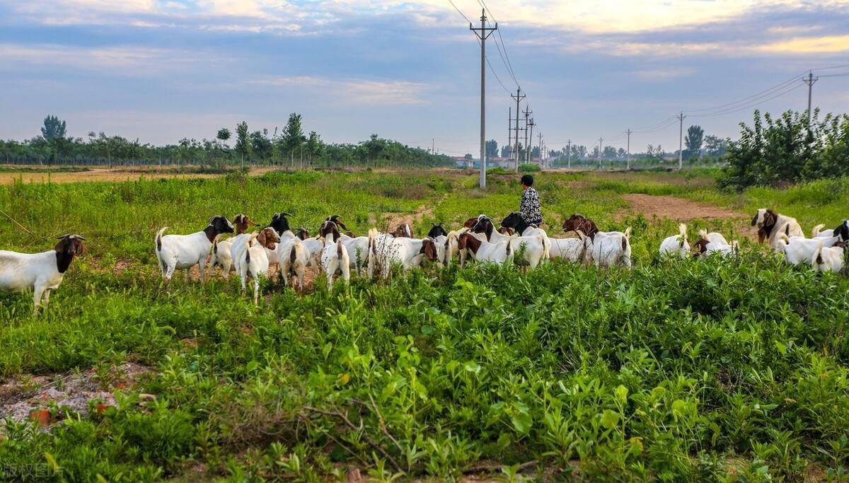 山东菏泽养羊基地图片