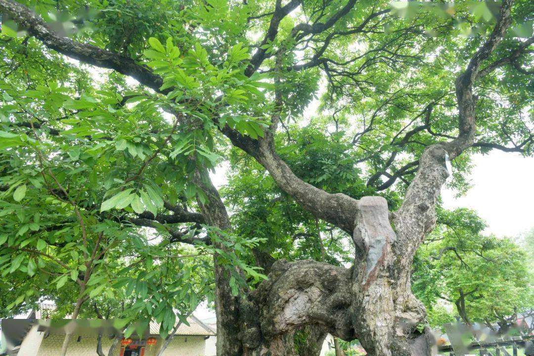 广州这棵195岁龙眼树藏着一段传奇故事