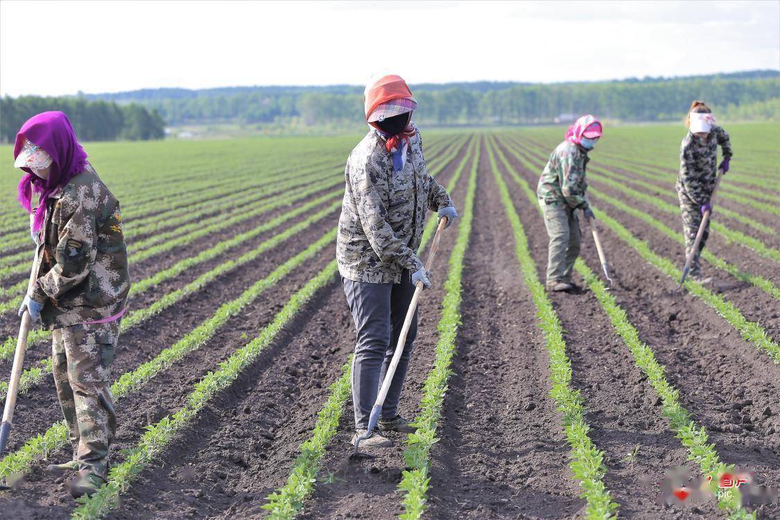 当前,中耕作业对有机大豆生长能起到增温放寒,增加土壤通气性,改善