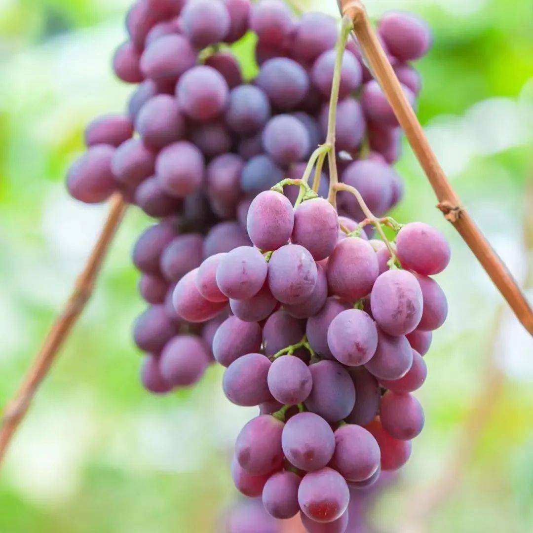 发现鲅鱼圈丨晚红熟啦,开启甜蜜夏季_台村_葡萄_农药