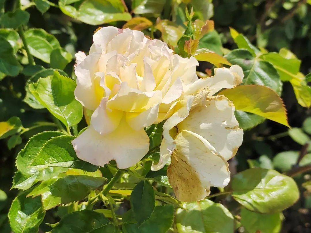 看泰州6月花季依然娇艳