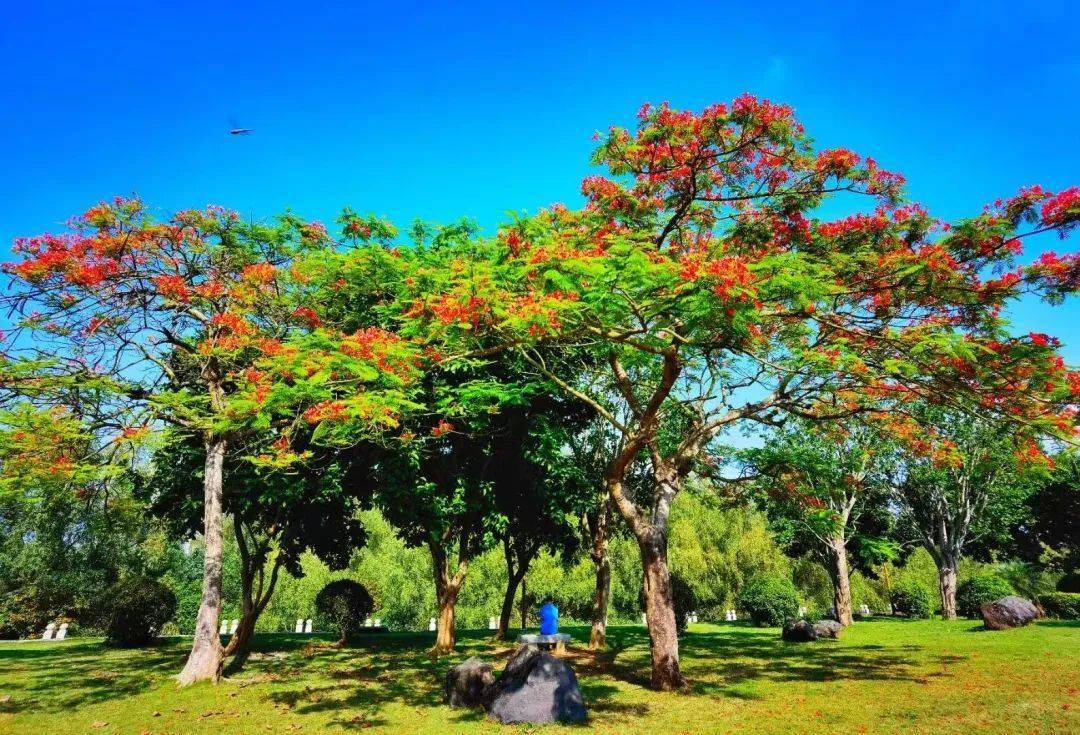 這些湛江初夏的曼妙景色你留意到了嗎