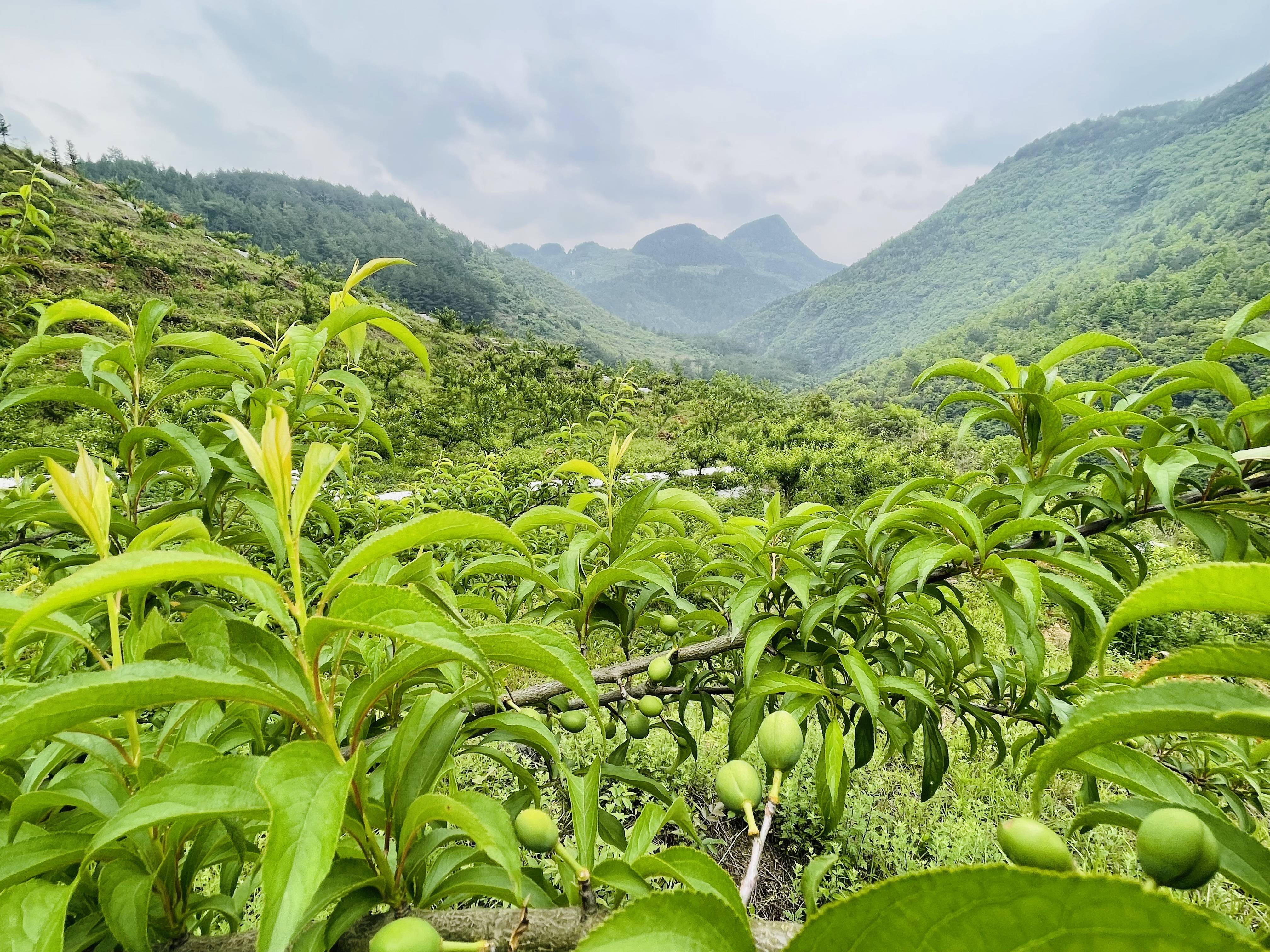 石阡困牛山图片