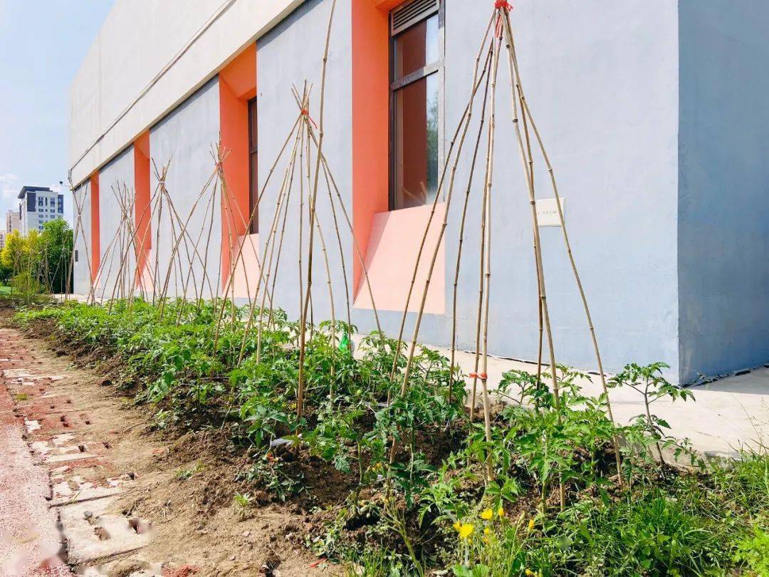 复华德育家校合作快乐种植复华小学西红柿种植剪枝及搭架