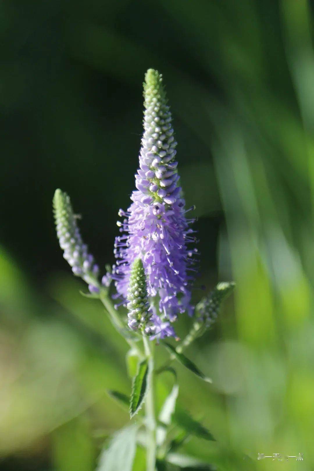 穗花婆婆纳节节高