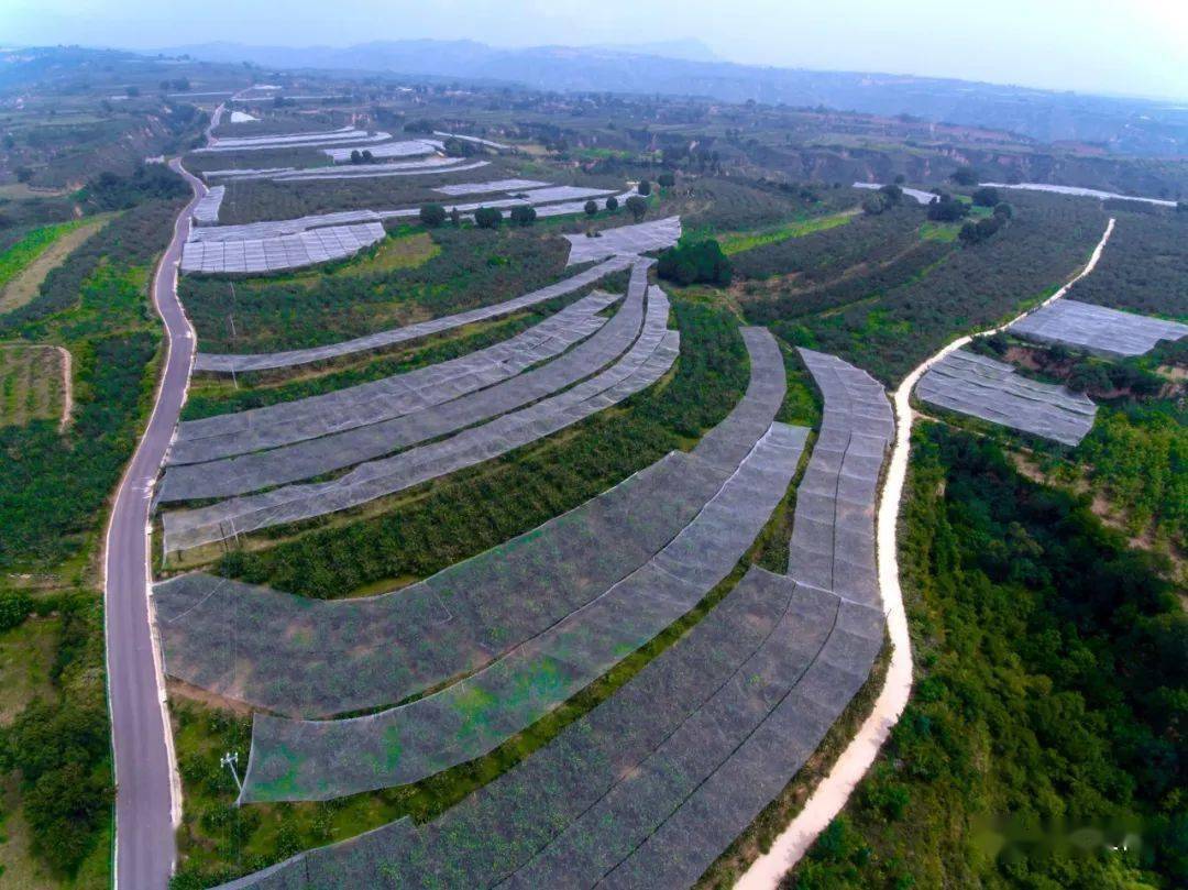 【农情快讯】延长:强点连线扩面 做优苹果产业_延长县_管理_安沟镇