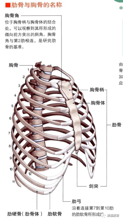 3d解剖丨胸部 肺部 心脏 肺叶 简图 热门资源
