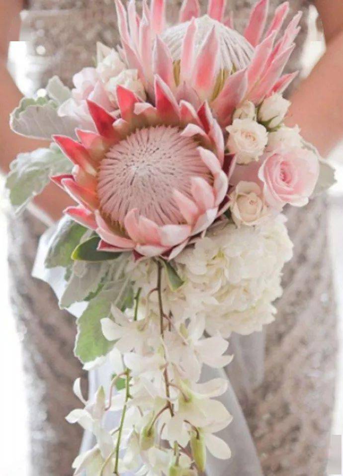 帝王花手捧惊艳至极