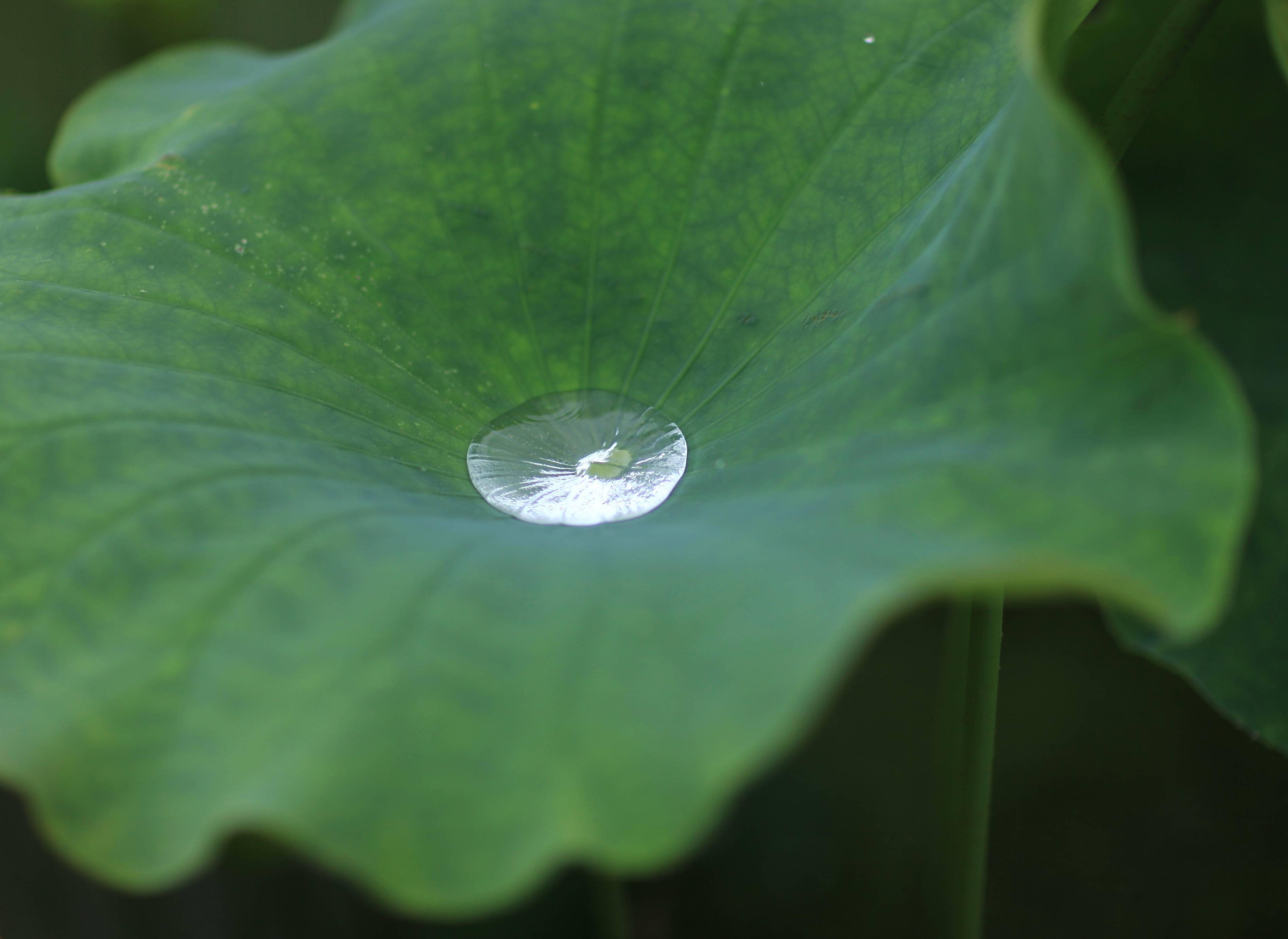 �������˱��µĺɻ�����������Ӱ����������