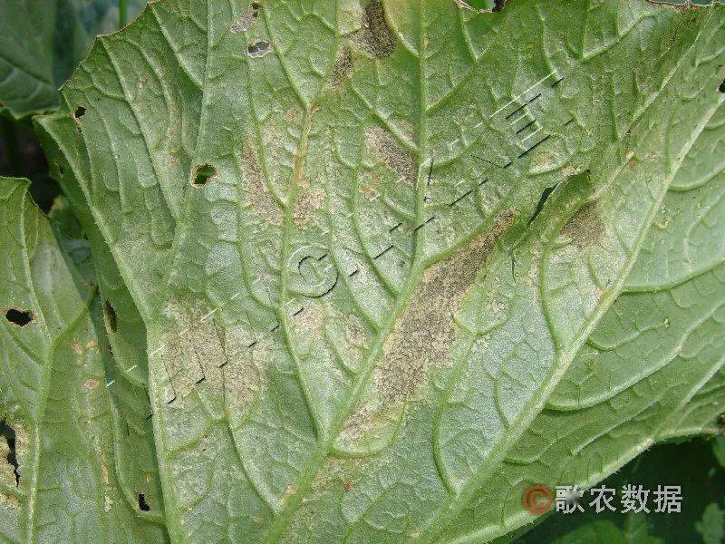 "三防一控两治"减少大棚甜瓜霜霉病发生!