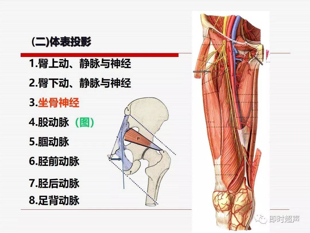 值得收藏詳細的下肢解剖圖示註解