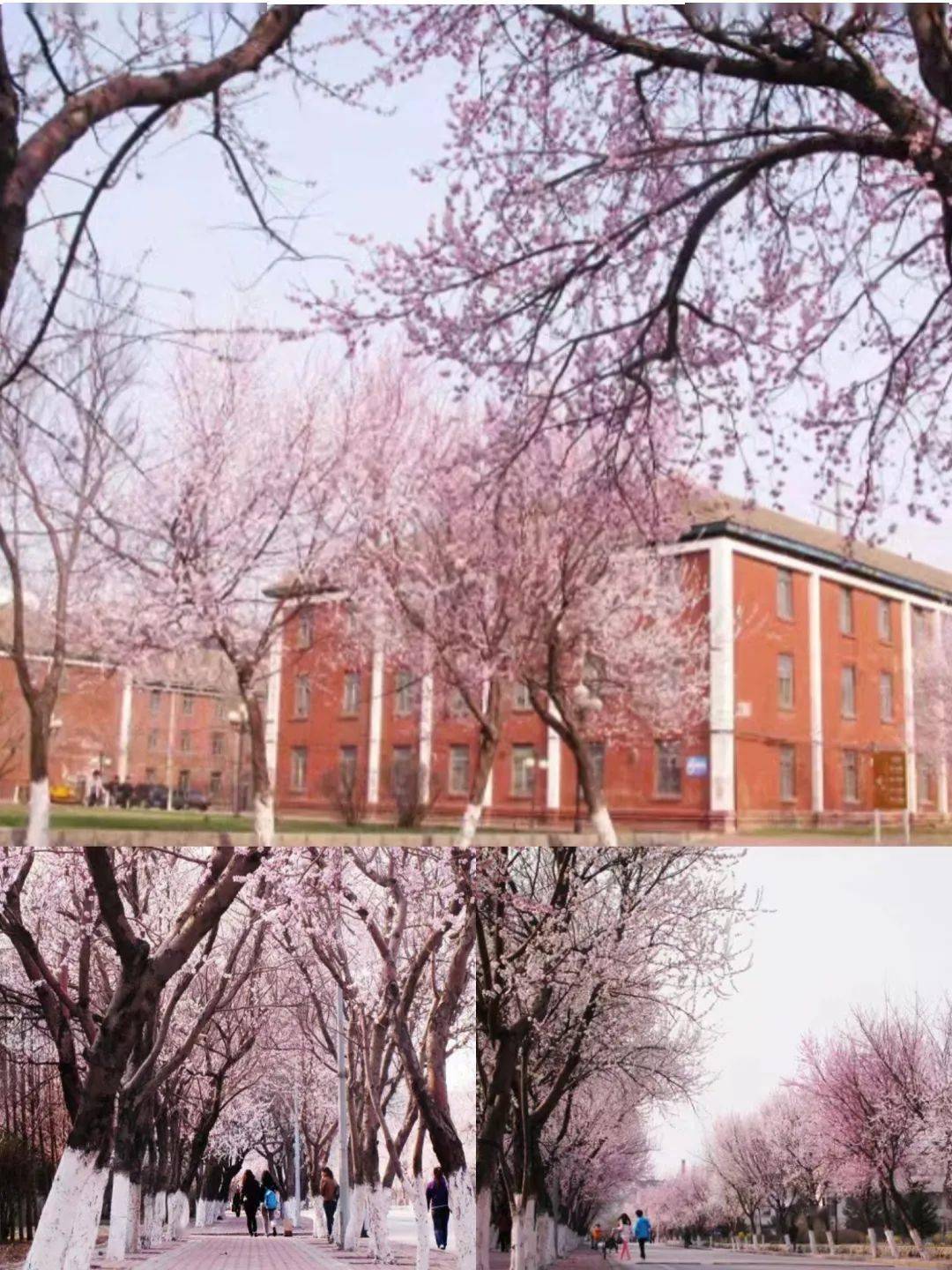 辽宁石油化工大学的中国石油石化抚油现象