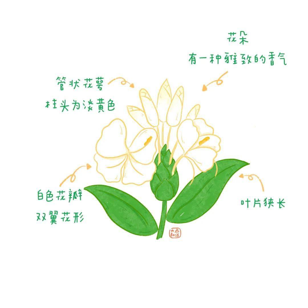 栀子花结构图解图片