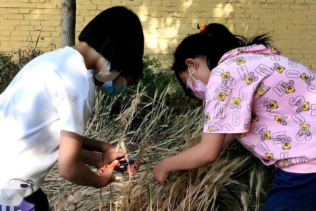 图说顺平教育丨本期上榜进修学校梁洁华希望中学逸夫小学安阳中学下叔