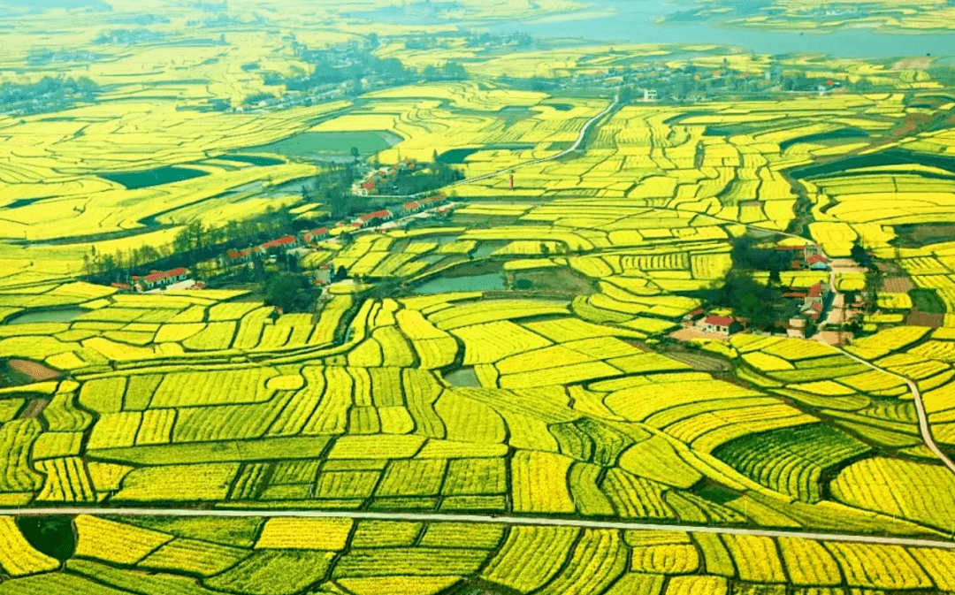 湖北沙洋小苗木舞活大经济