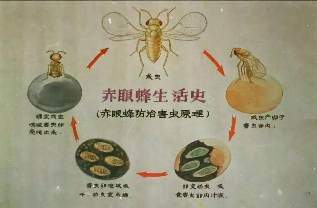 玉米螟的生物防治_放蜂_赤眼蜂_叶片