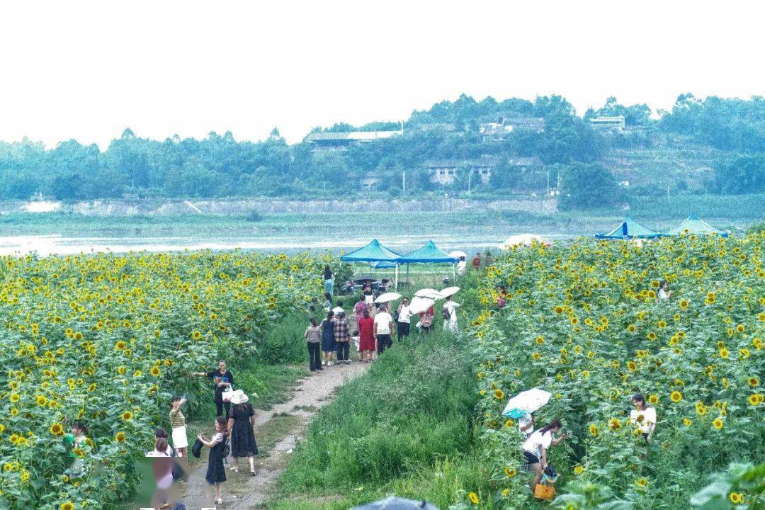 眉山180多亩向日葵花海,不要门票～_谭雁云_永寿镇_塘村