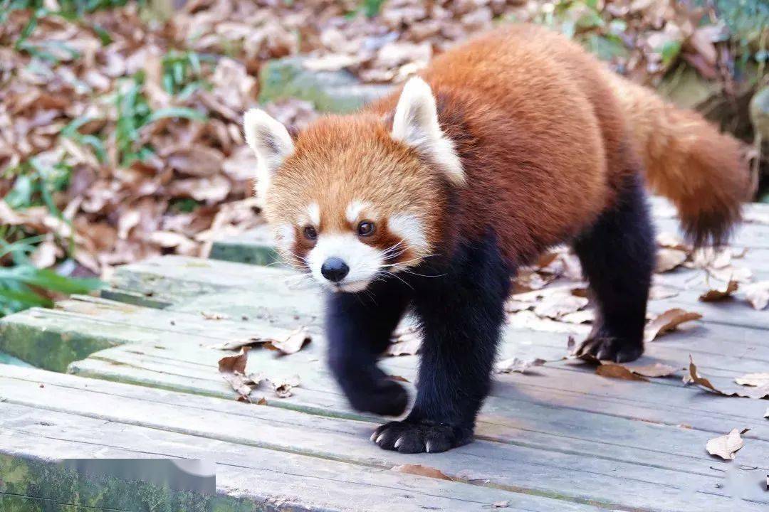 动物园里的故事爱洗手的小浣熊