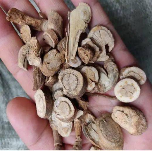 一是误把断肠草根当作白狗肠根,五指毛桃根,野生青藤根等浸泡药酒导致