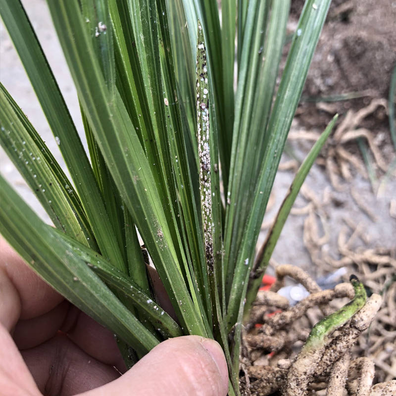 兰花蚧壳虫不好防治是因为你没用对药这些杀虫药都有作用