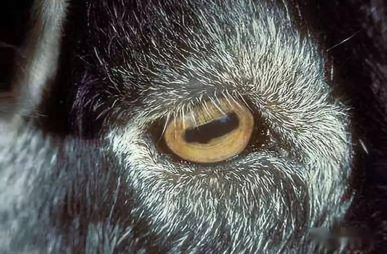 当羊瞳孔扩大时,形状为矩形,因而具有很宽的外围视野.