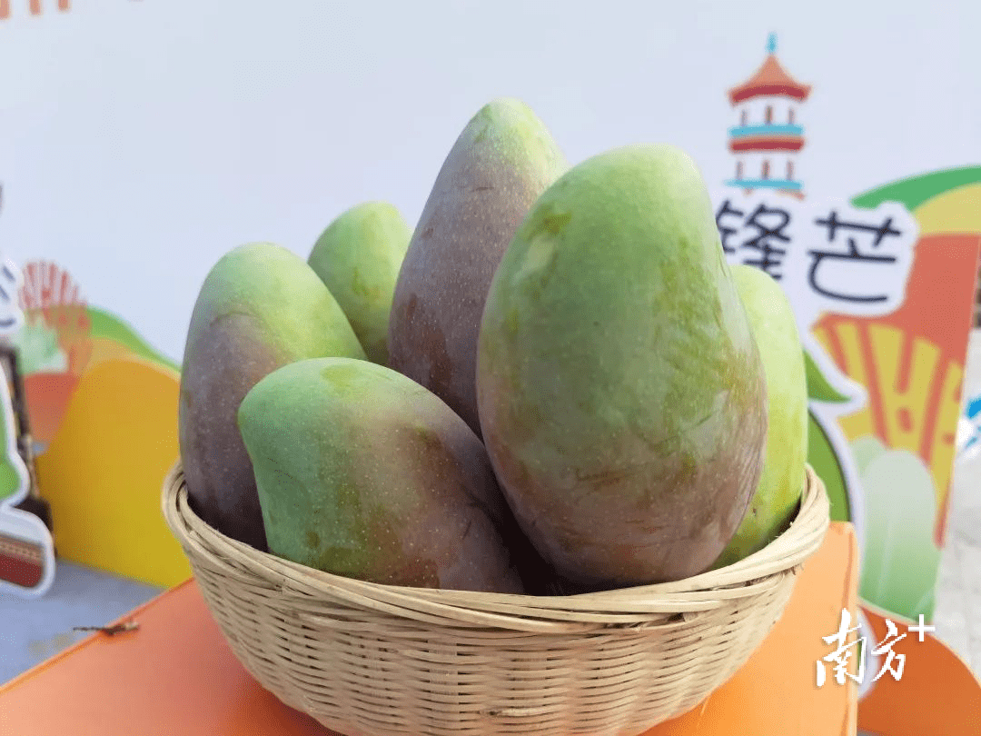 湛江雷州芒果节开幕了5万亩芒果等你来摘