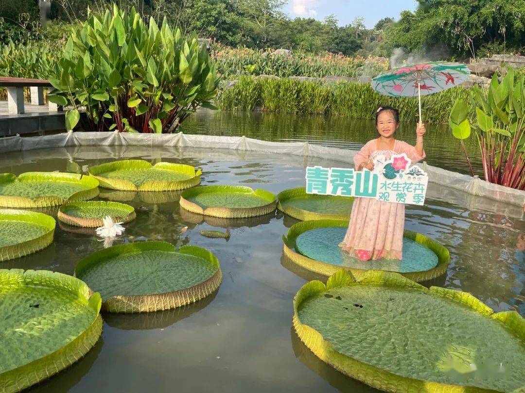 果博下载美极了2022年青秀山水生花卉观赏季今日开展(图12)