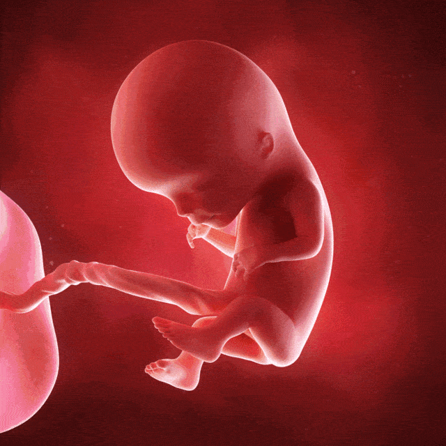 怀孕五个月胎儿真实图图片