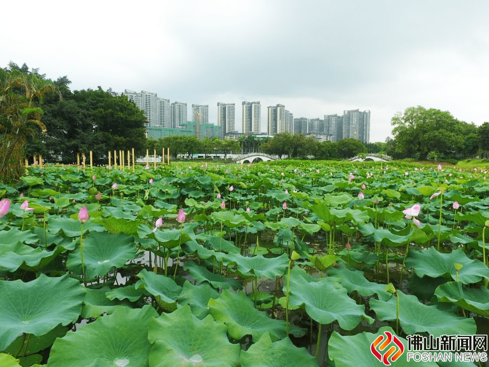 今夏,與你相約水韻荷鄉雲東海!_荷花_荷塘_福田村