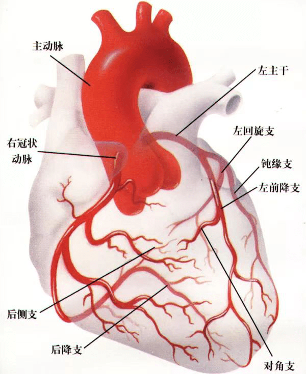 冠状动脉各分支图解图片