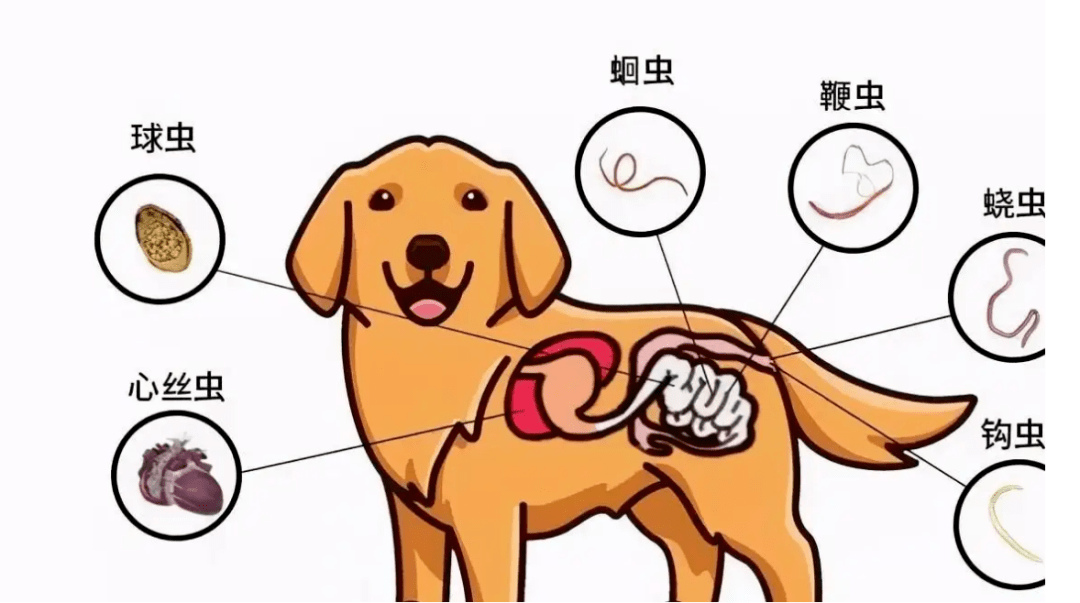 钩虫成虫寄生在小肠上段以口囊内的钩齿咬附肠黏膜以血液,淋巴液,脱落