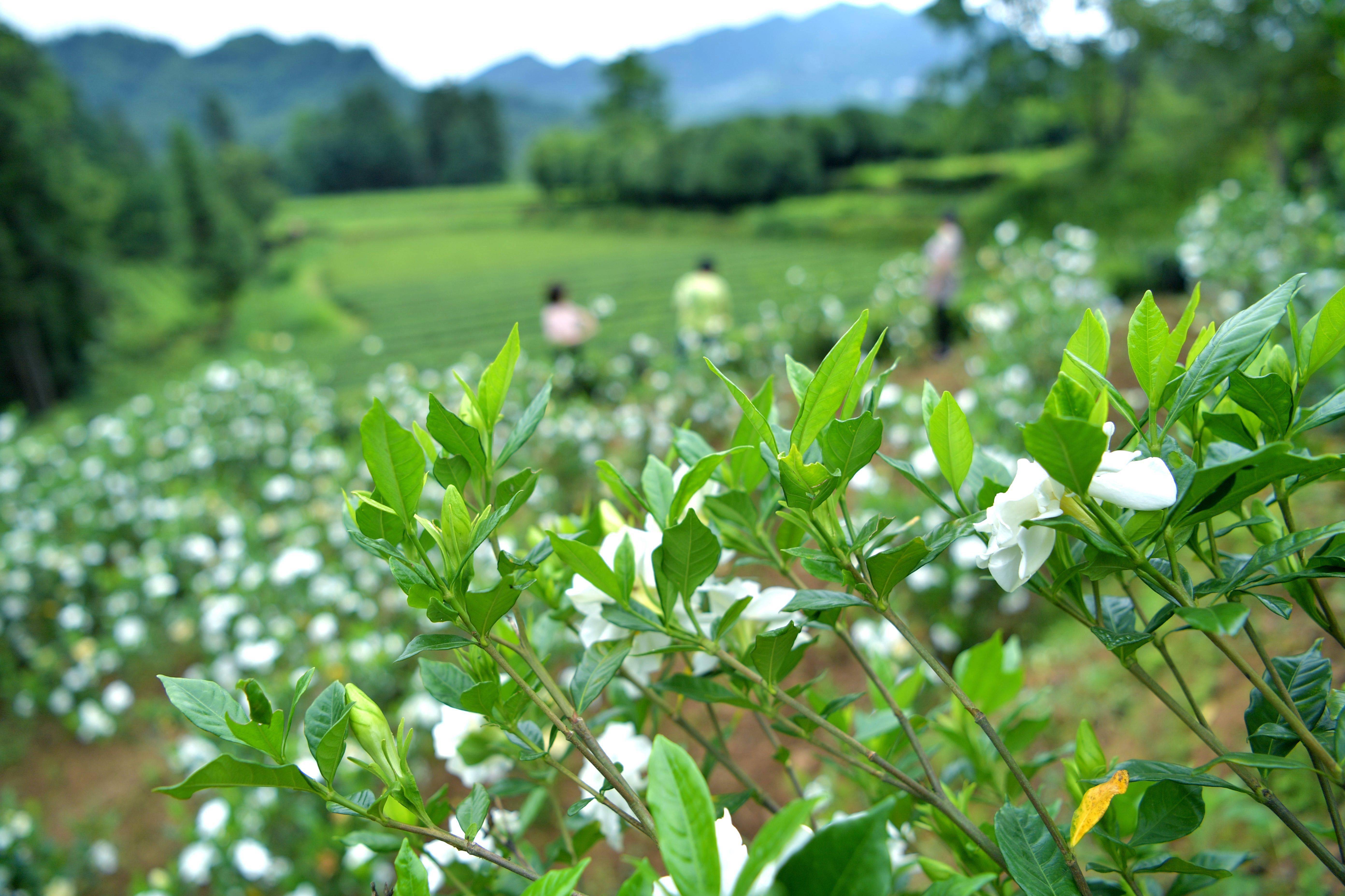 临沂栀子花基地图片