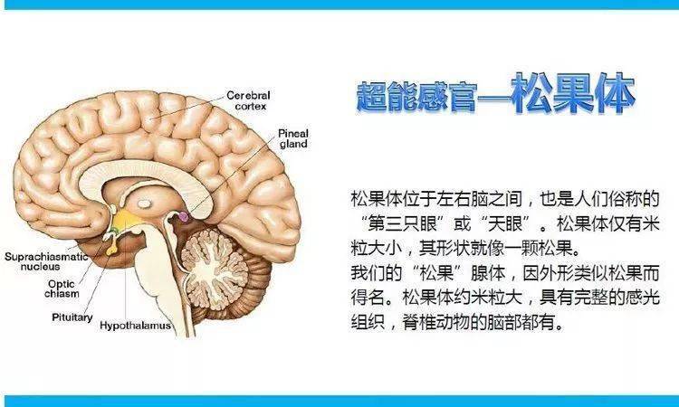 松果体连于图片