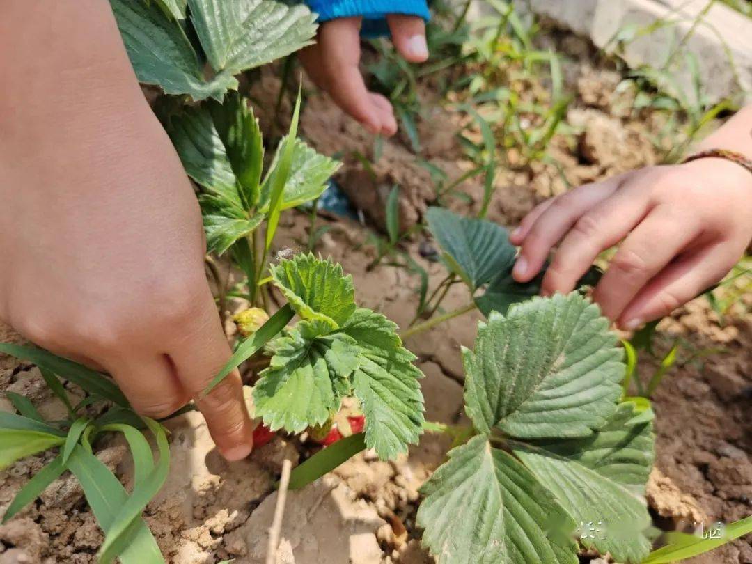 長子縣熨臺幼兒園植物生長變形記