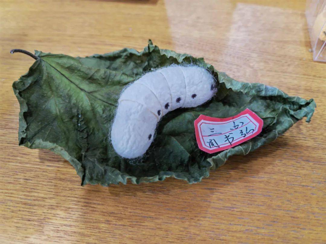 乐清小学生自办蚕博会这是一趟有故事的跨学科项目化学习之旅