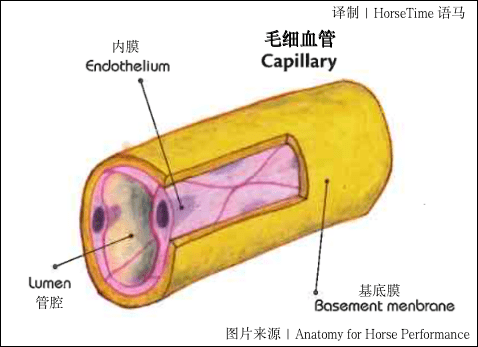科普马的心脏反应以及血管结构与功能