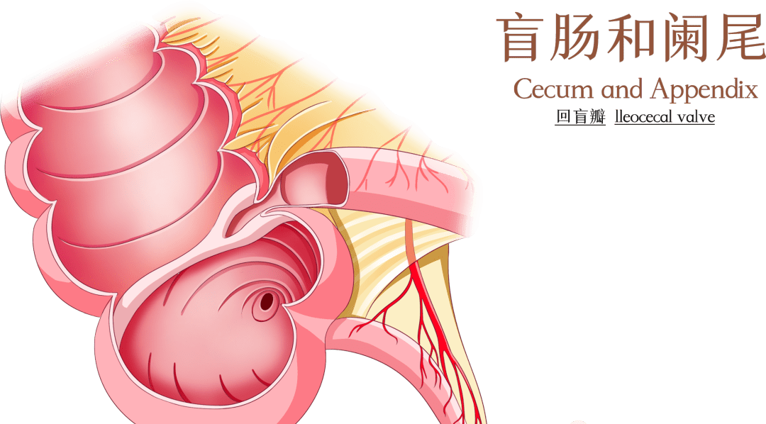 新技术惠泽淳安百姓阑尾炎也可不用开刀
