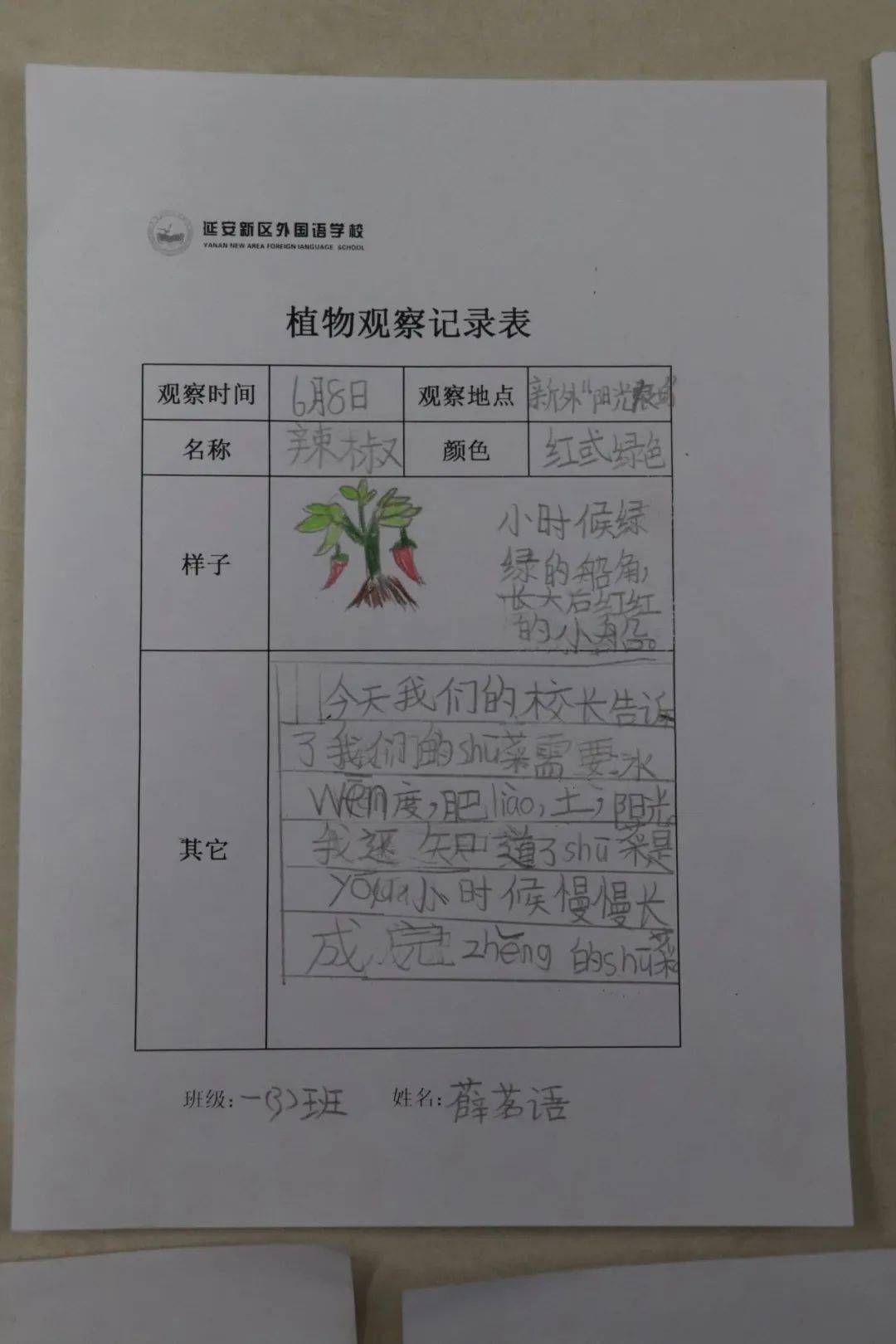 观察对象植物记录表图片