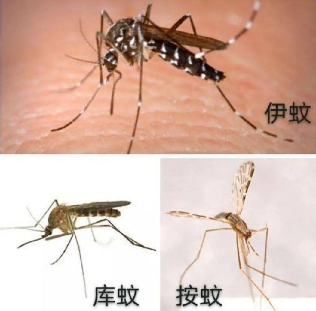 白纹伊蚊雌雄辨别图片