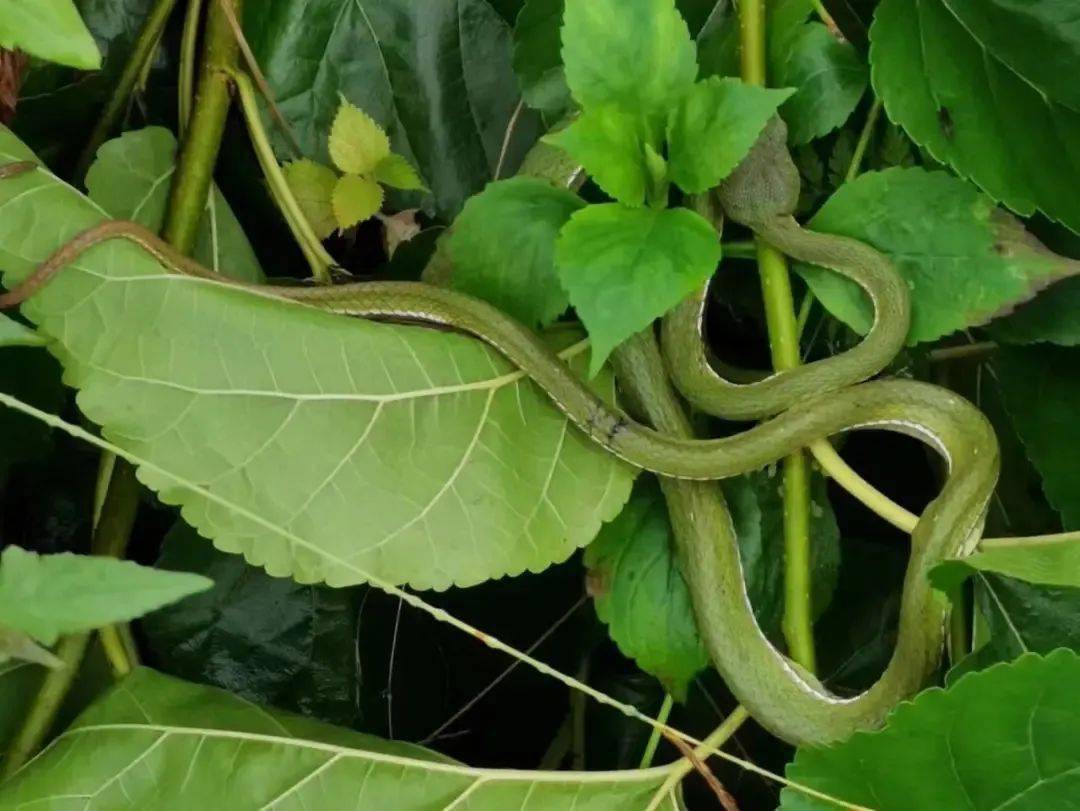 淳安山区小心蛇出没