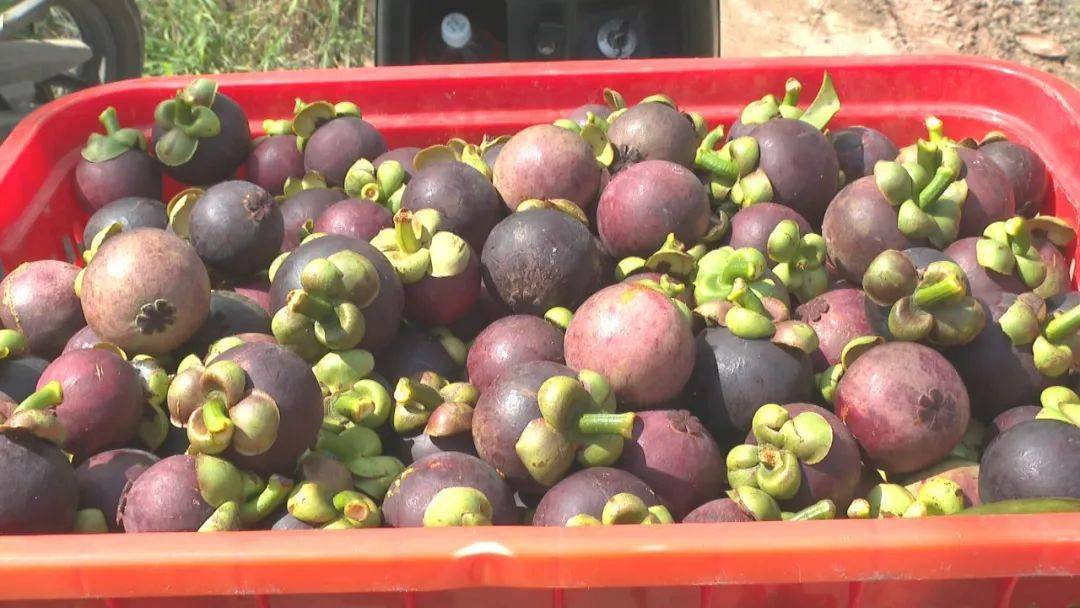 保亭山竹丰收季农户采摘忙