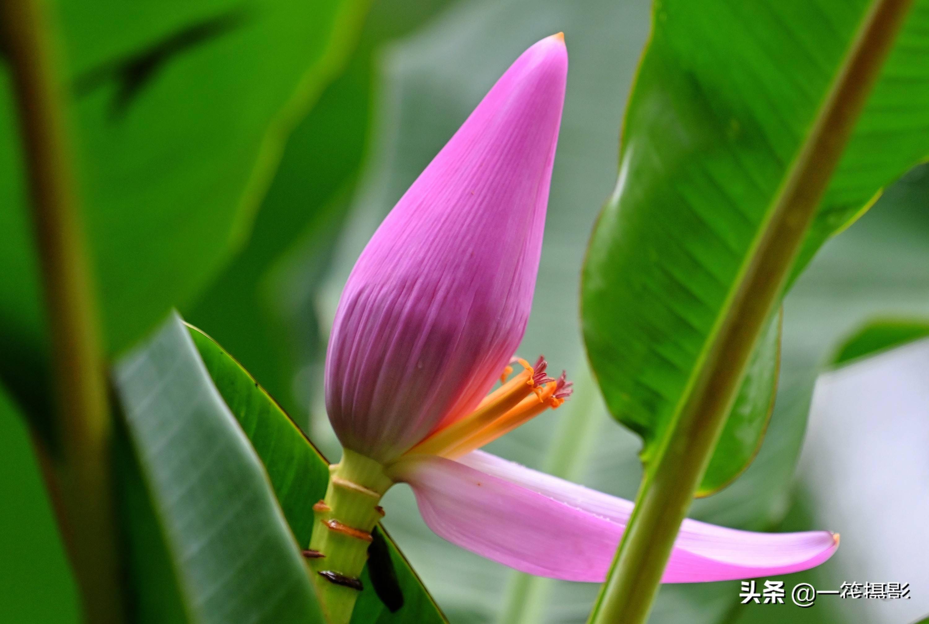 在西藏墨脱拍到的莲花蕉野生品种