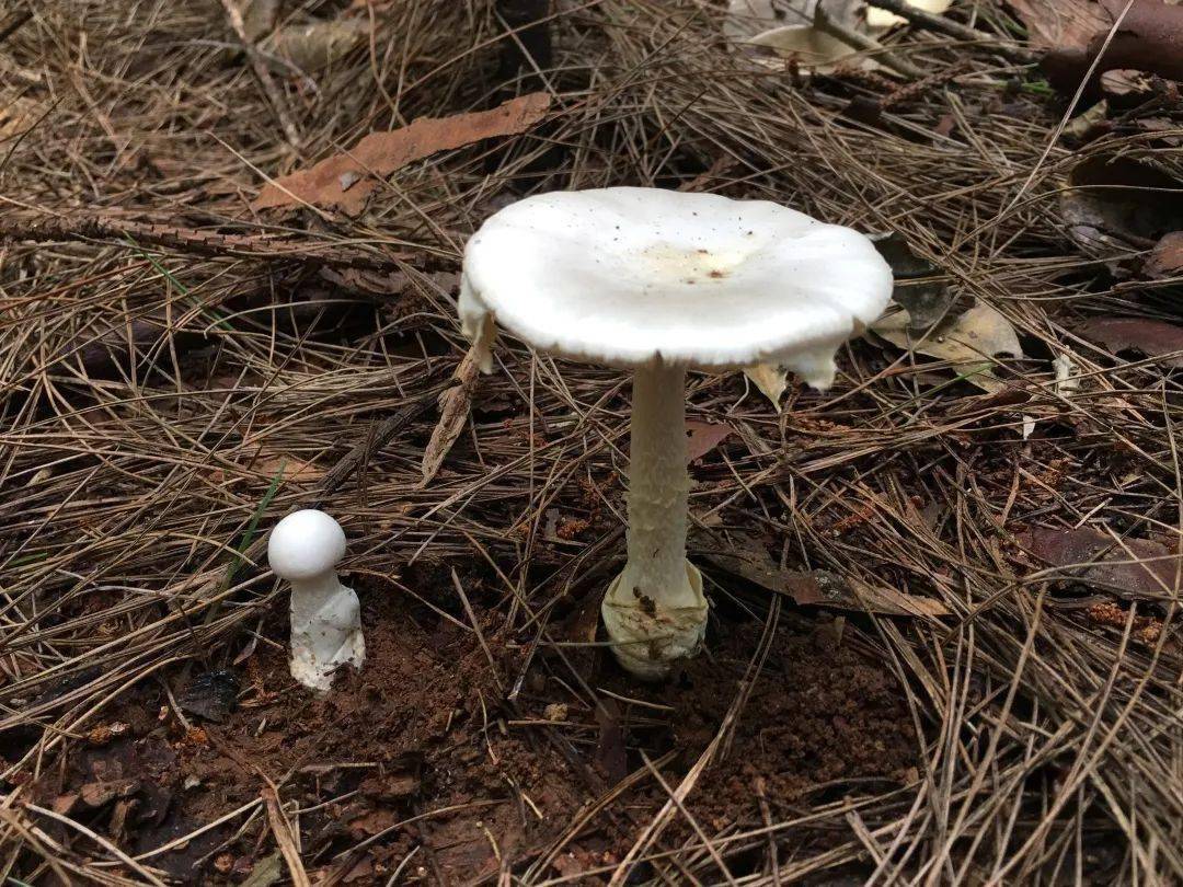 带您了解毒蘑菇欧氏鹅膏