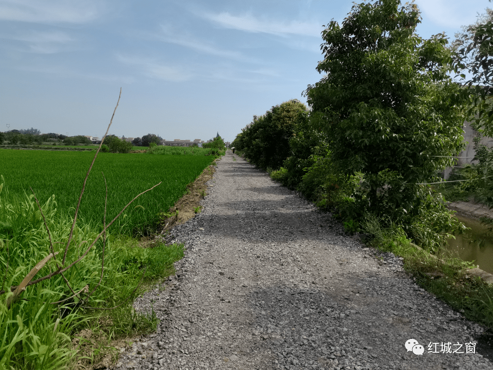 监利何王村里修路啦