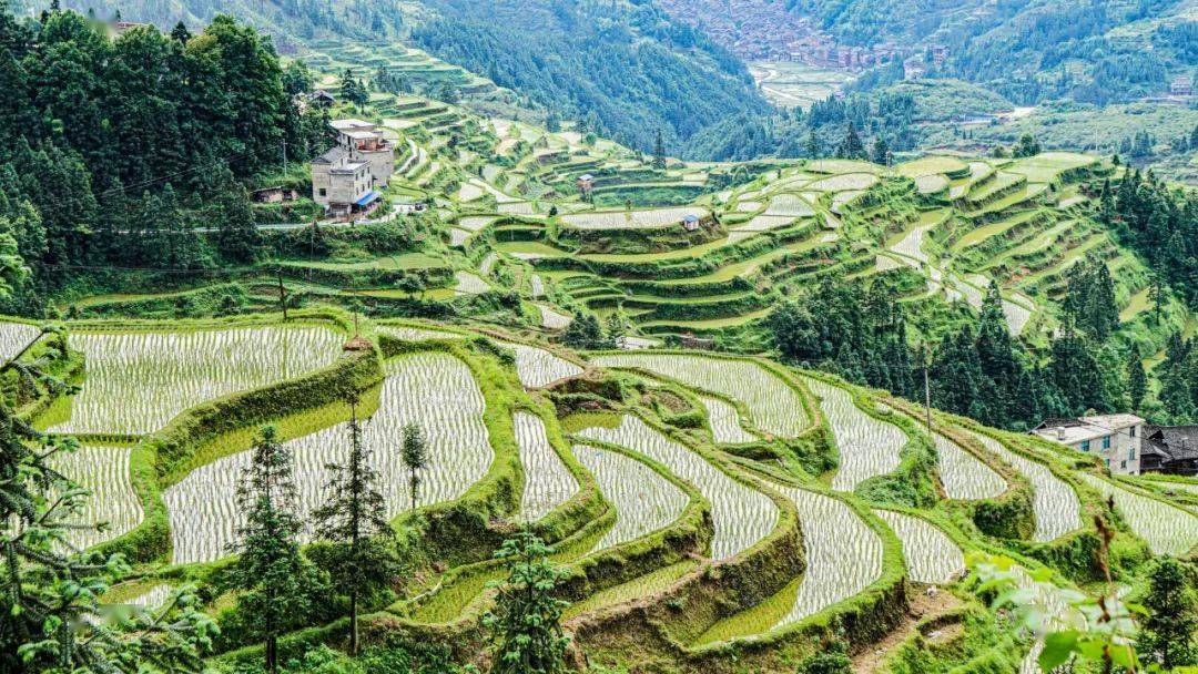 禾苗青青,夏日清新_水田_秧苗_稻田