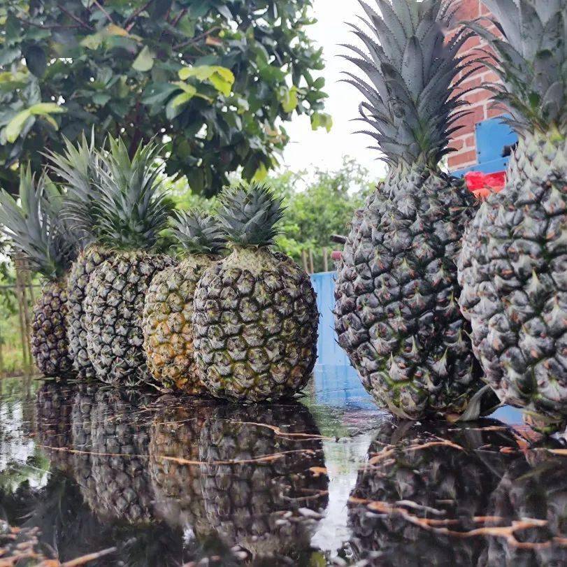 叮!来自北海凤梨的香甜~请查收