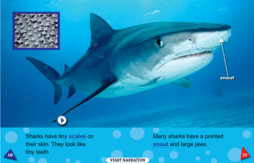 英文绘本丨sharks鲨鱼