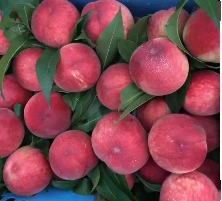 限量100单龙泉驿水蜜桃来啦74元盒12枚装周末资阳同城配送这家的